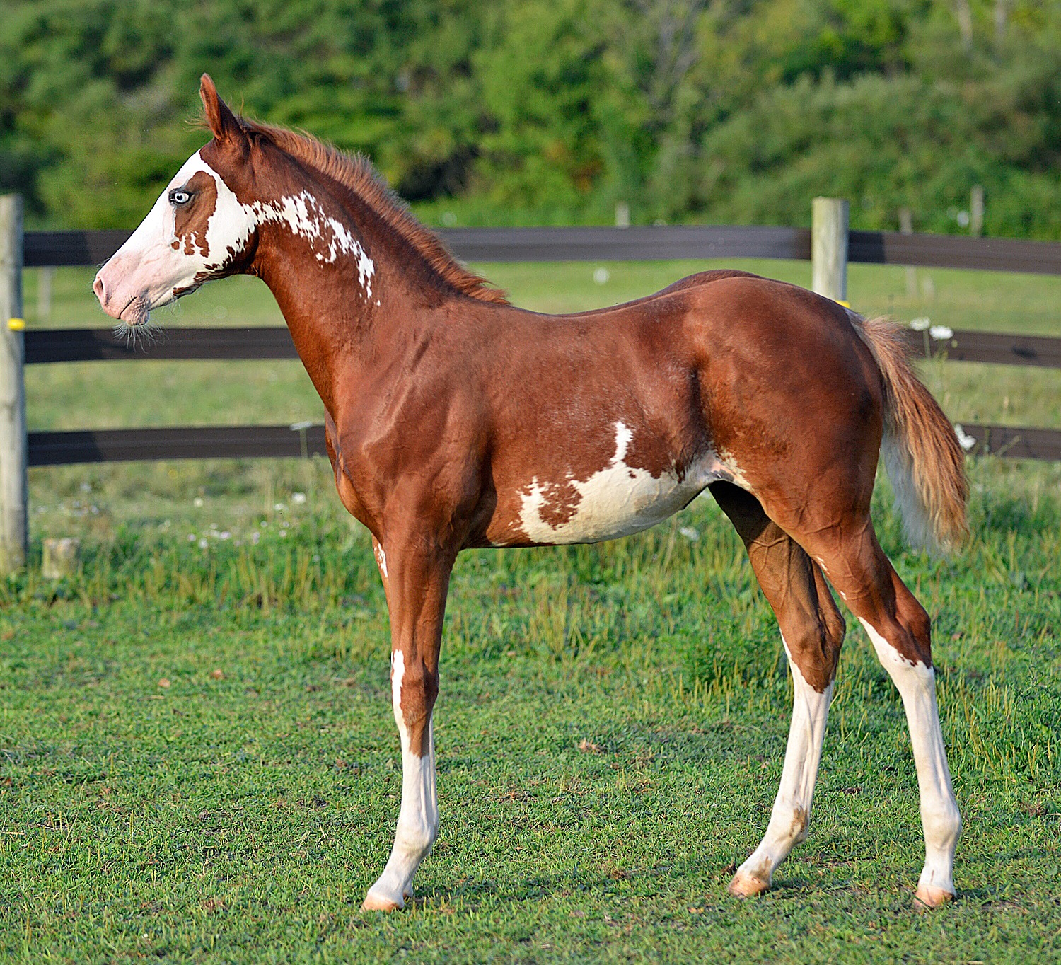 APHA Chestnut Filly